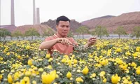 Flower villages enter final sprint for Tet season