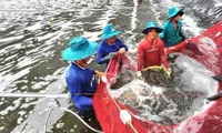 Vietnam's shrimp exports gain dual boost from key markets