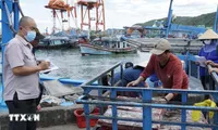 Da Nang adopts fisheries support policies to address EC’s IUU fishing “yellow card”