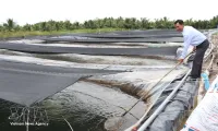 Vietnam's tilapia exports maintain strong growth