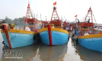 Dong Thap tightens fisheries management to combat IUU fishing