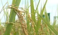 One-million-hectare rice plan enters new phase