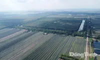 Dong Thap expands wetland reserve