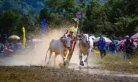Ro Pagoda Ox racing festival bursts with excitement