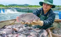 Tilapia export value to Brazil surge more than 222-fold in eight months