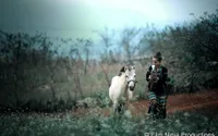 "Sao Mai" Thúy Trang đi xe trâu làm MV Tình yêu màu nắng "Sao Mai" Thúy Trang đi xe trâu làm MV Tình yêu màu nắng