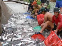 VN expresses concern about the US's new fish inspection rules