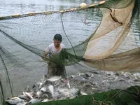 Tilapia fish exports seen rising by 2020