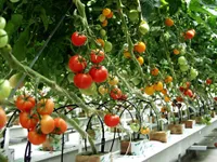 Viet Nam, Israel boost trade ties