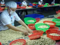 Cashew exports to top $2.2 billion