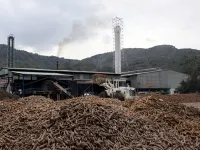 Cassava exports to Japan up 26%