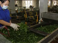Vietnamese tea exports decrease