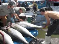 Tuna export value drops nearly 7 per cent in 2015