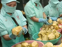 VN plans five IPOs this month