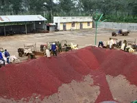 Coffee industry in trouble as prices plunge