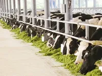 Japanese group plans Delta cattle farms