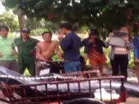 C&acirc;u được c&aacute; thu khổng lồ nặng hơn 175kg ở C&ocirc;n Đảo