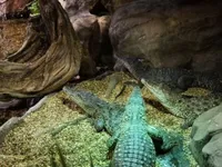 Cuban endangered crocodiles return home