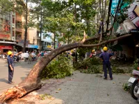 TP.HCM: Cây cổ thụ gãy cành, đè bị thương 2 người