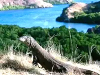 Đảo rồng Komodo - Điểm nhấn du lịch của Indonesia