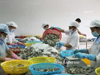 Shrimp exports to fall by $1 billion