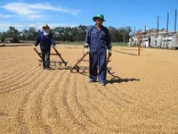 VN coffee output likely to slow