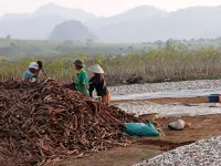 VN ethanol industry faces crisis