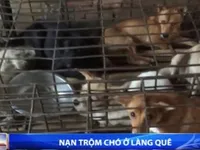 Trộm chó ngày càng manh động, liều lĩnh