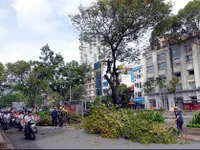 HCMC invests $21m in tree planting