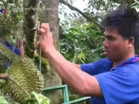 Nông dân Đăk Lăk lãi lớn nhờ mô hình canh tác dưới tán rừng