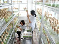 Quảng Ninh wants investment in agriculture