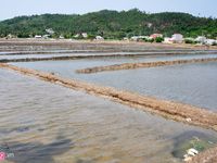 Rớt giá “thê thảm”, diêm dân bỏ hoang ruộng muối Sa Huỳnh