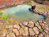 Locals join hands to fight against saline intrusion