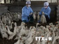 Cảnh báo nguy cơ bùng phát dịch H5N1 tại Cà Mau