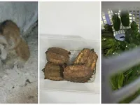 Rare animals rescued in Hà Nội