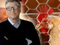 Tỷ phú Bill Gates tặng 100.000 con gà cho các nước nghèo