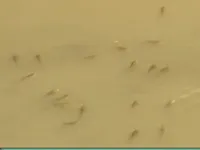 Bạc Liêu: Cá chết trắng kênh do ô nhiễm rơm rạ