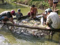 Giá cá tra tăng, nông dân ồ ạt thả nuôi