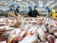 Tra fish to be traded online