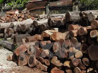 Four foresters suspended