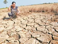 Nghèo trên đất 'vàng' - Khi lòng tham giết chết nông nghiệp