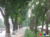 Hà Nội đặt hàng trồng cây xanh