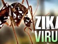 Phát hiện nhiều cá thể muỗi vằn chứa virus Zika