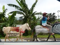 Độc đáo thư viện lưu động trên lưng ngựa tại Indonesia