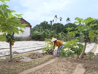 Nhiều nông dân trắng tay, nợ nần vì mưa lũ liên tiếp ở miền Trung