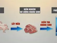 Khó kiểm nghiệm dư lượng kháng sinh trong chăn nuôi