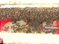 Cơ quan chuyên môn lên tiếng về lệnh cấm nuôi ong ở Hà Giang