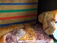 Bình Thuận: Phát hiện gần 1 tấn thịt heo nái thối làm giả heo rừng