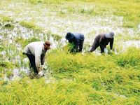 Miễn giảm thuế đất nông nghiệp giúp nông dân yên tâm sản xuất