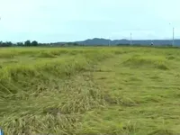 Lúa thu hoạch gặp mưa lớn, nông dân thiệt hại nặng